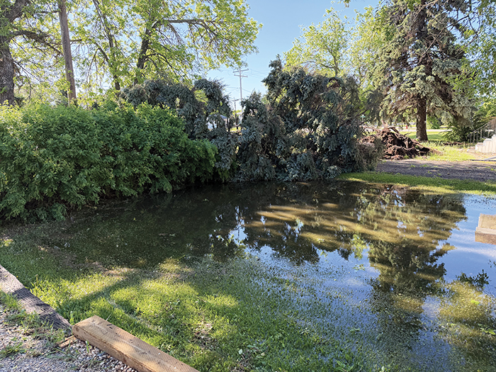 A large spruce tree barely missing the power lines on Main Street in Arcola. <br />
<p class=